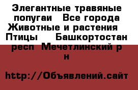 Элегантные травяные попугаи - Все города Животные и растения » Птицы   . Башкортостан респ.,Мечетлинский р-н